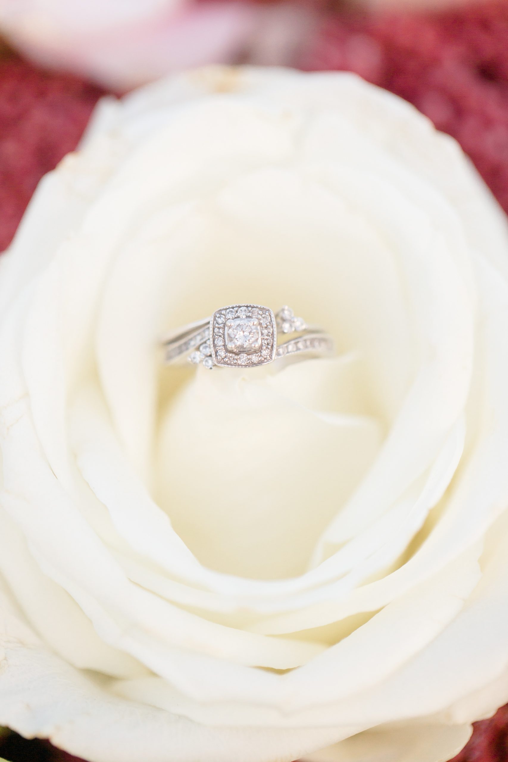 engagement ring rests in white rose