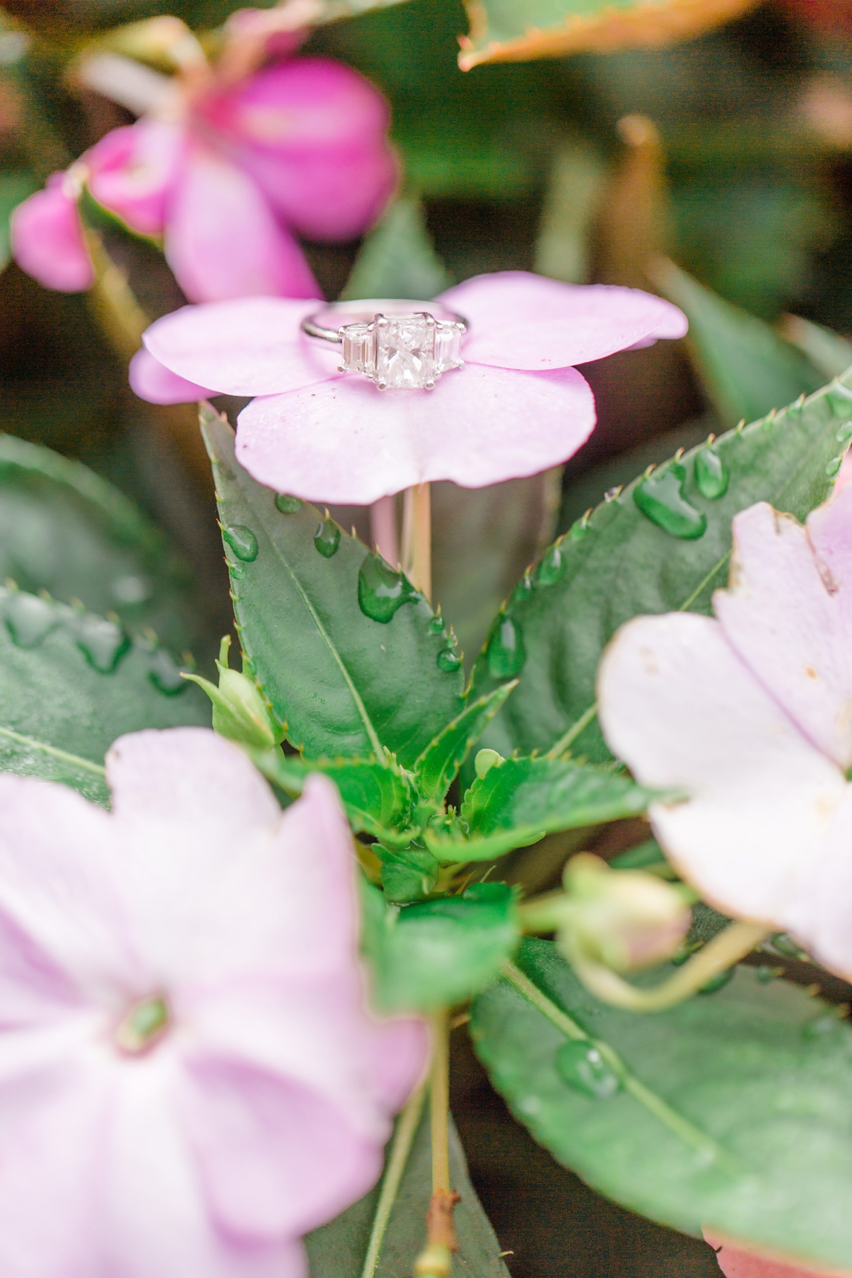 engagement ring rests on pink flower with water droplets at Dallas Arboretum