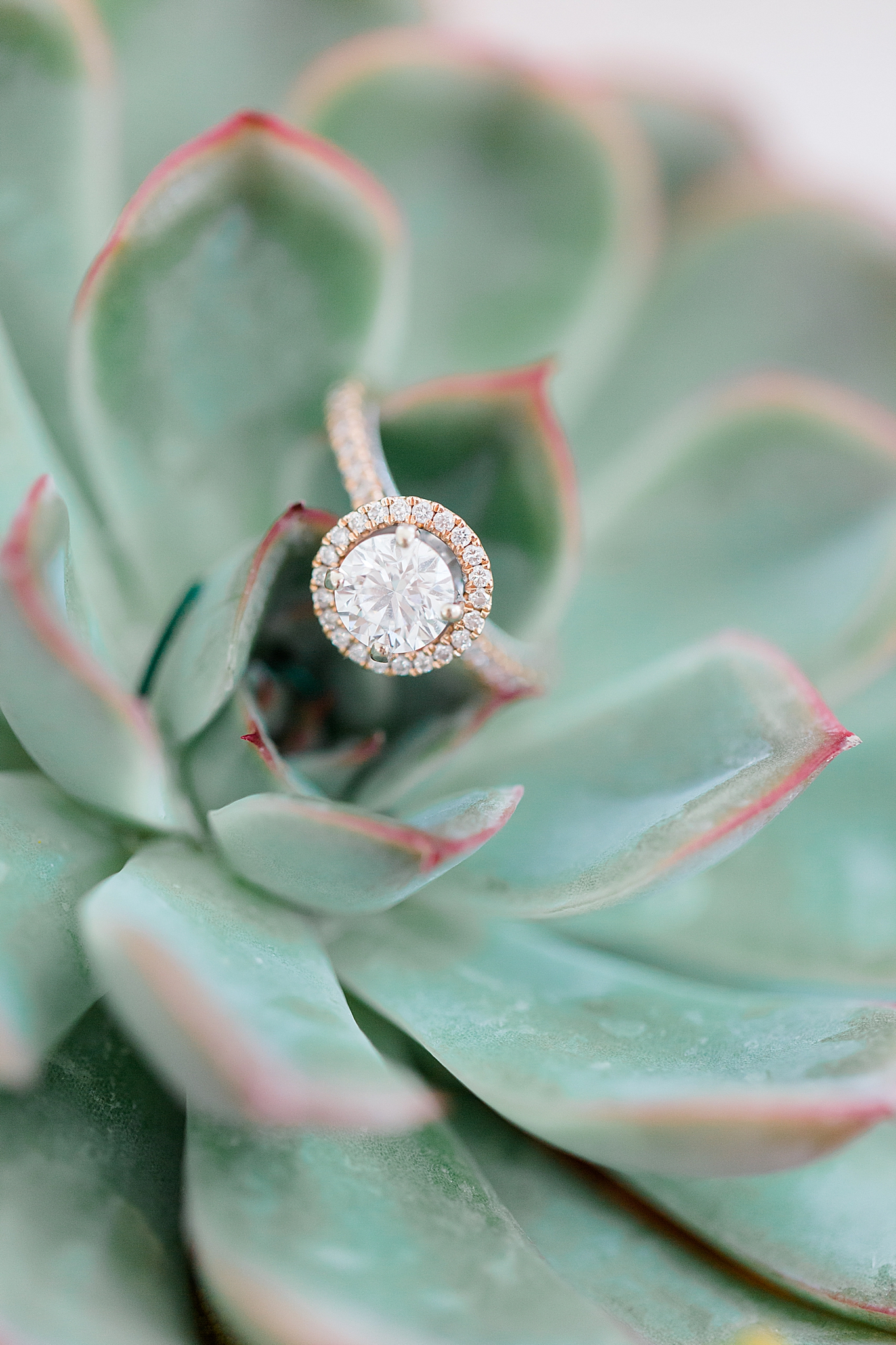 engagement ring rests on succulent