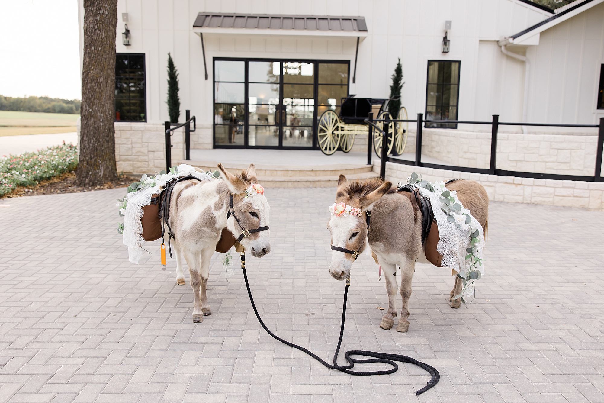donkeys with wedding outfit stand outside Bella Cavalli