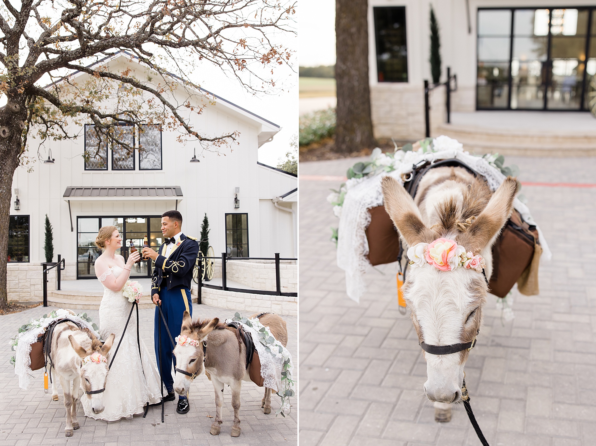 bride and groom pose with donkey and camel at Bella Cavalli