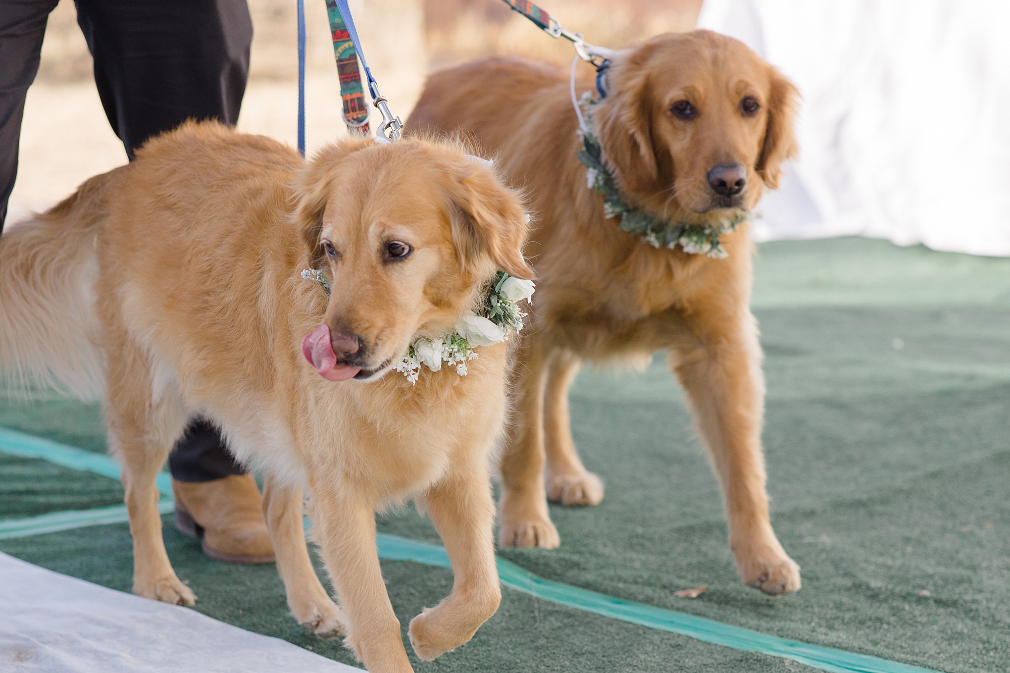 dogs walk down the aisle for wedding ceremony on private farm in New Mexico