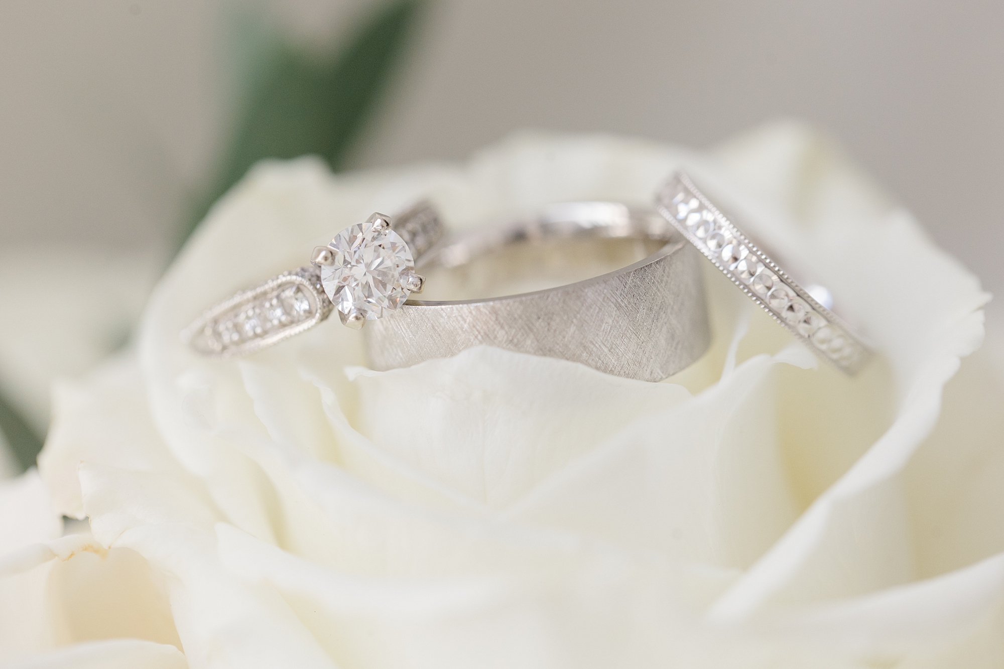 silver wedding bands rest in ivory rose 